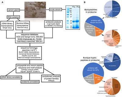 Not so Dangerous After All? Venom Composition and Potency of the Pholcid (Daddy Long-Leg) Spider Physocyclus mexicanus